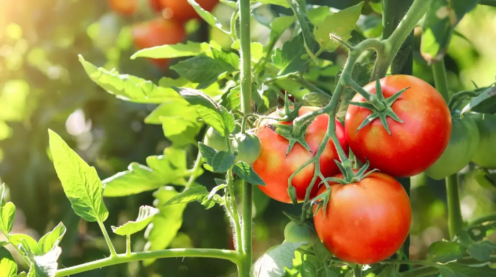 Thai Pattam Tomato Under Drip: Yield, Water & Care