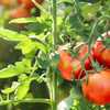 Thai Pattam Tomato Under Drip: Yield, Water & Care