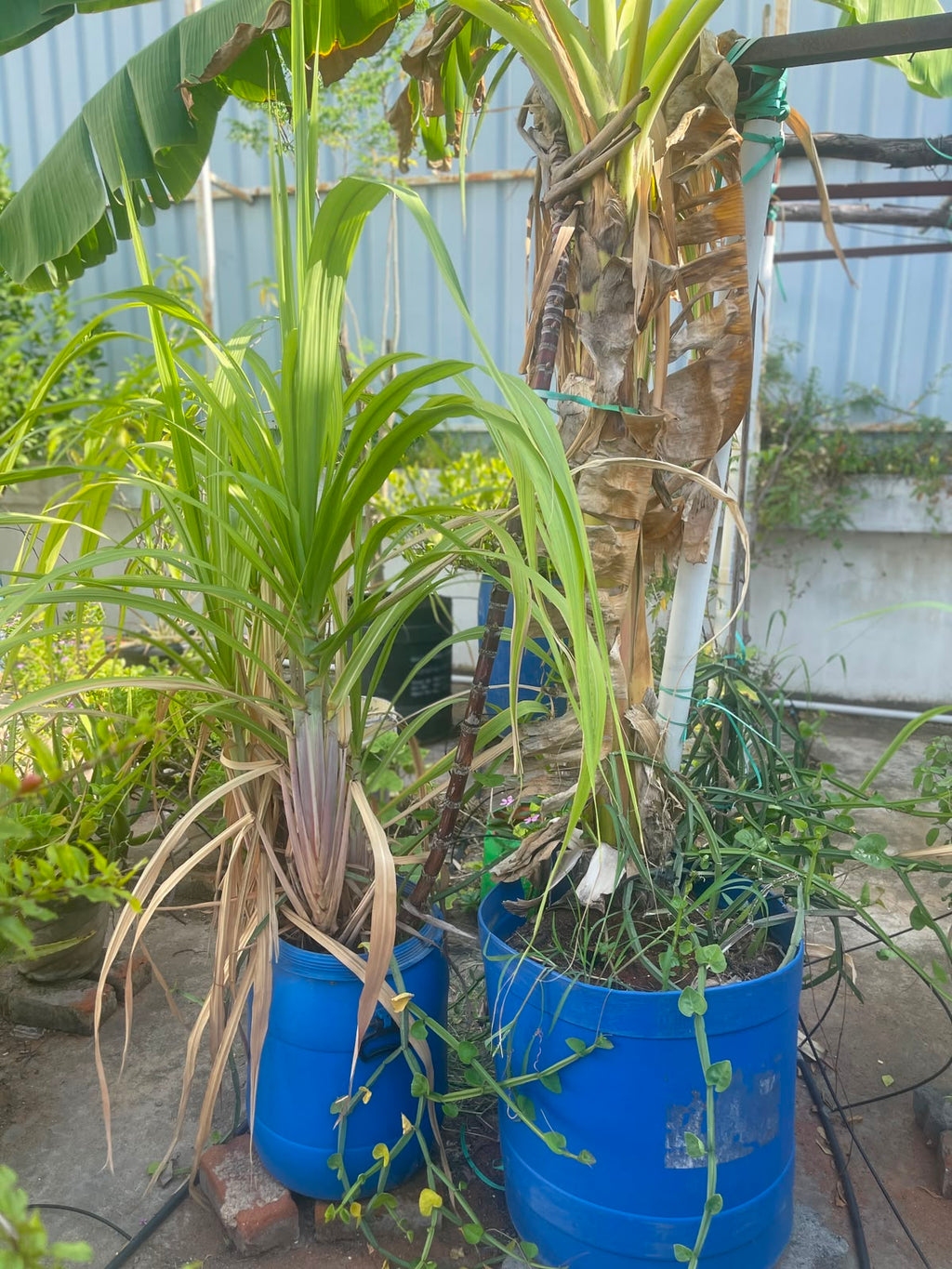 My Room is 4°C Cooler thanks to my roof garden
