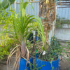 My Room is 4°C Cooler thanks to my roof garden