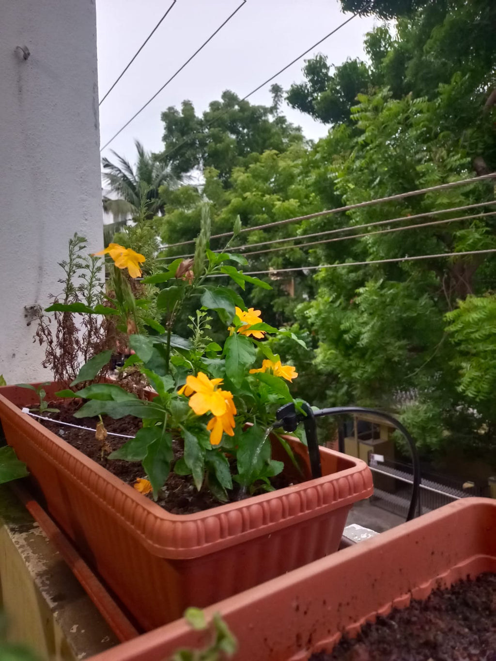 Automatic Drip Irrigation for a Madipakkam Terrace Garden