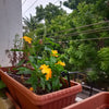 Automatic Drip Irrigation for a Madipakkam Terrace Garden