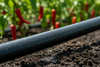 Irrigation pipe with emitter (16mm)