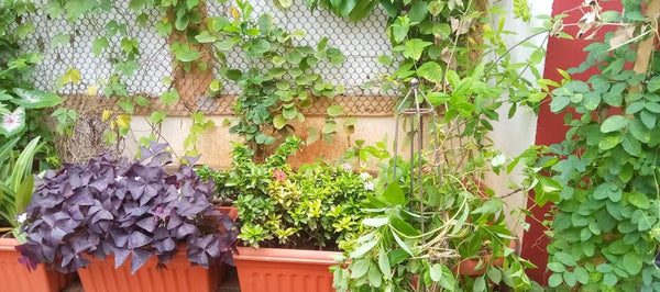Drip irrigation for potted plants in home garden