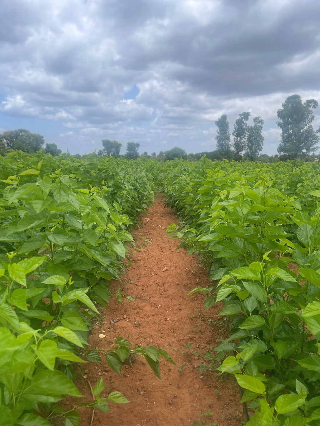 Mulberry farming for Silk: How a dharmapuri farmer sells high-grade silk