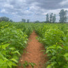 Mulberry farming for Silk: How a dharmapuri farmer sells high-grade silk