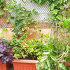 A Terrace Transformation