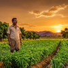 What Is the Cost of a Drip Irrigation System Per Acre in India?