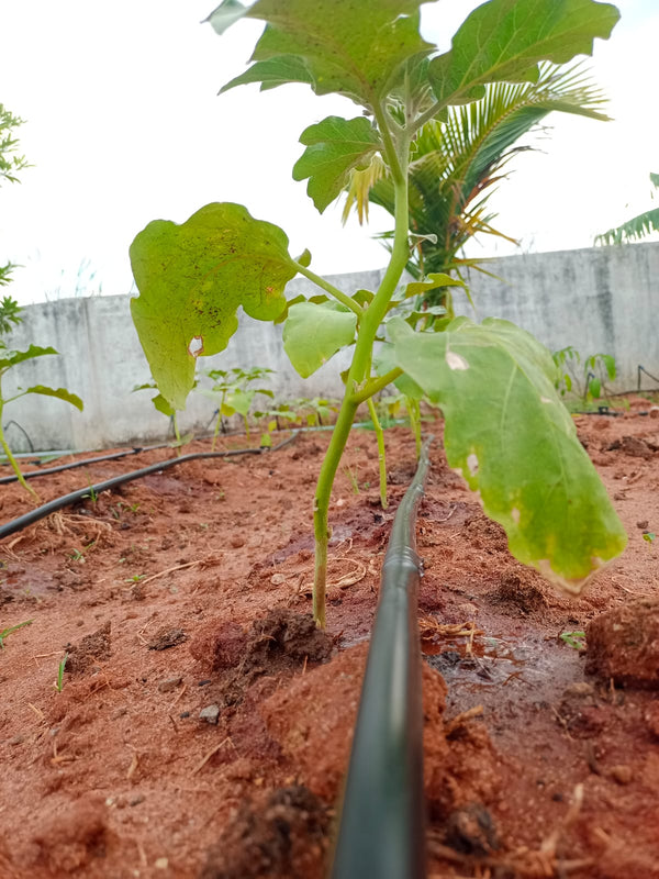 Irrigation pipe with emitter (16mm) | ISI certified