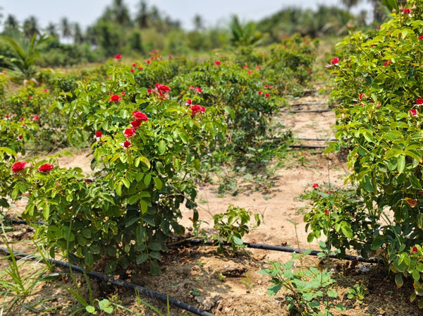 AGS Drip irrigation on a rose garden farm