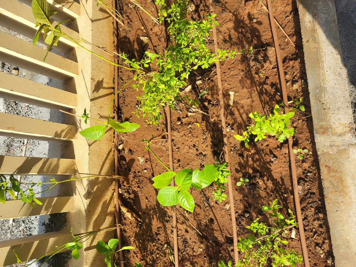 Home & Rooftop Gardens