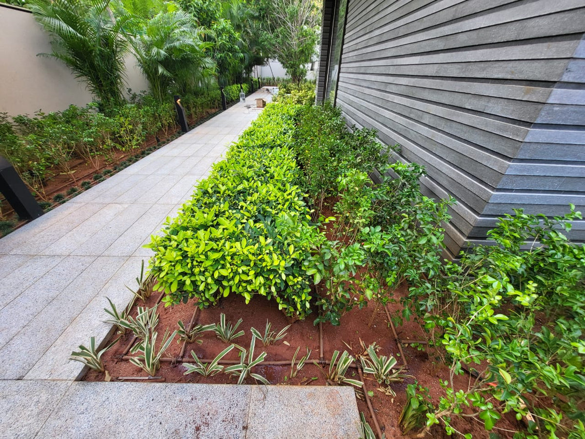 Home & Rooftop Gardens