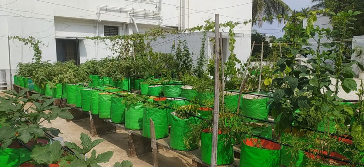 Home & Rooftop Gardens