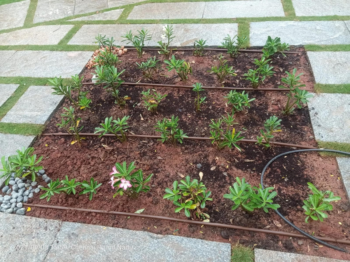 Home & Rooftop Gardens