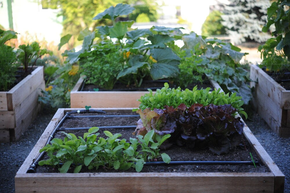 Home & Rooftop Gardens